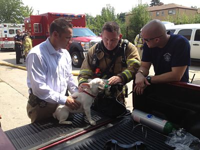 Fire Safety Personnel Giving a Dog Oxygen in the Bed of a Truck
