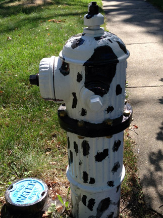 838 S Michigan - Paws